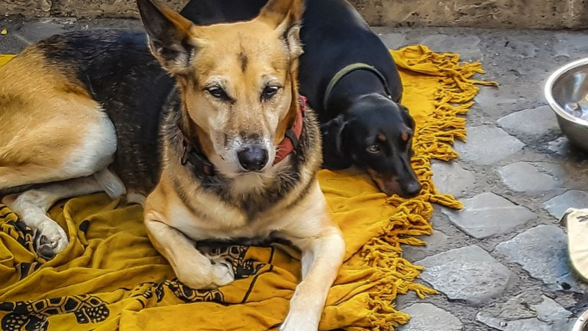 Illustration : "Appel à la solidarité pour soigner les chiens malades de sans-abris à Saint-Quentin"