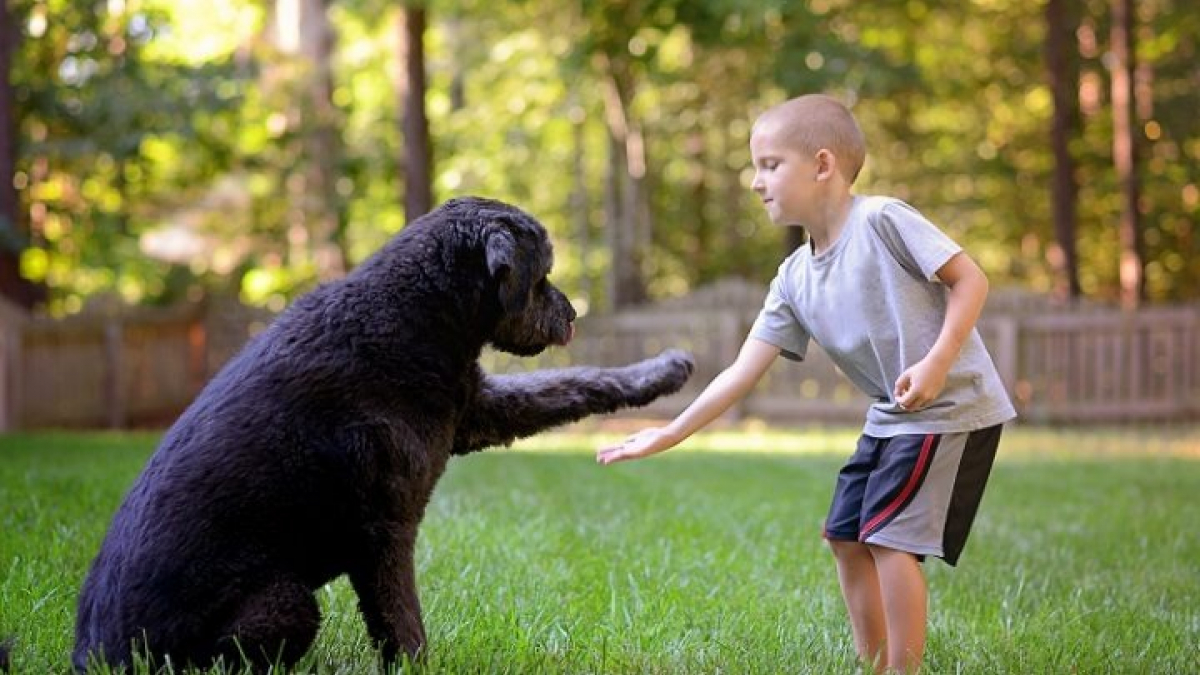 Illustration : "7 choses que les propriétaires de chiens ne disent pas aux parents"