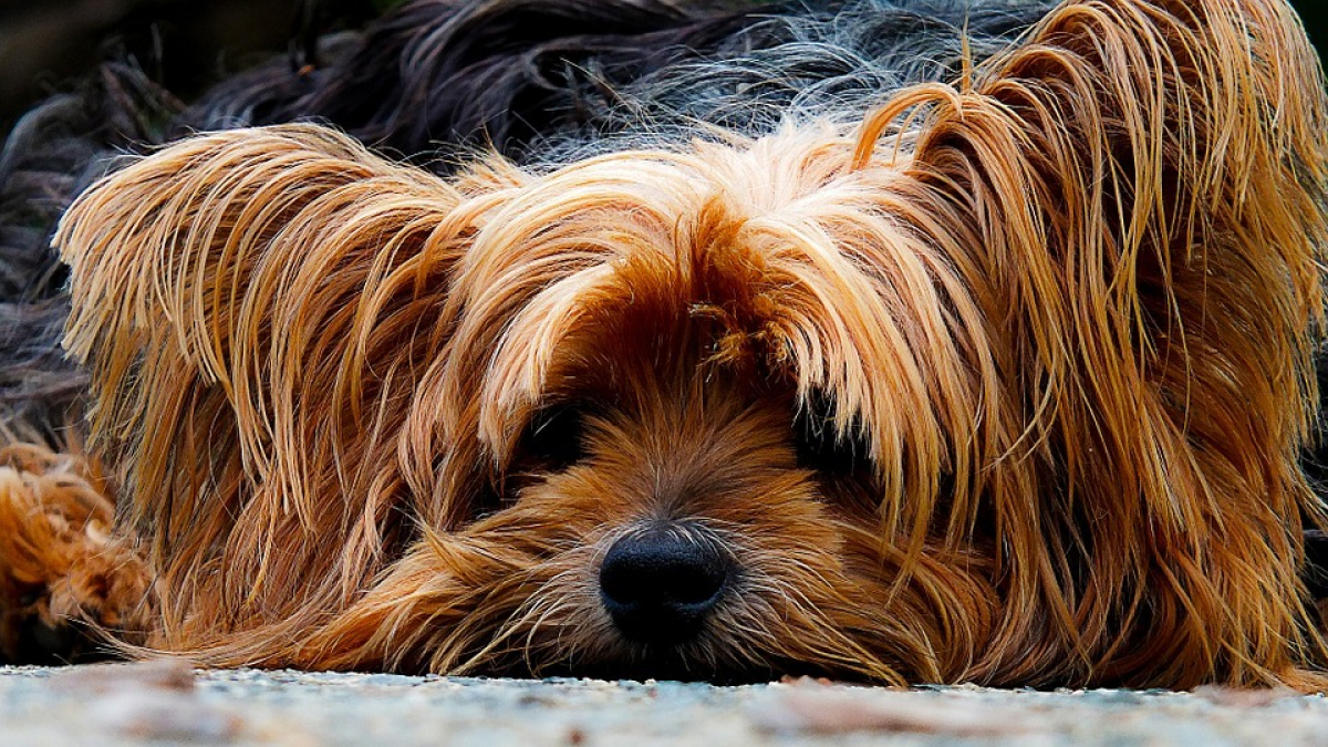 Illustration : "Un chien retrouvé après avoir échappé à son foyer ravagé par les flammes"