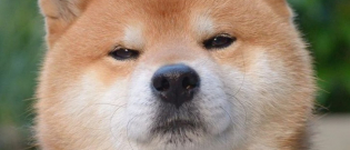 Illustration : "15 raisons pour lesquelles on aime les chiens de race Shiba-Inu"