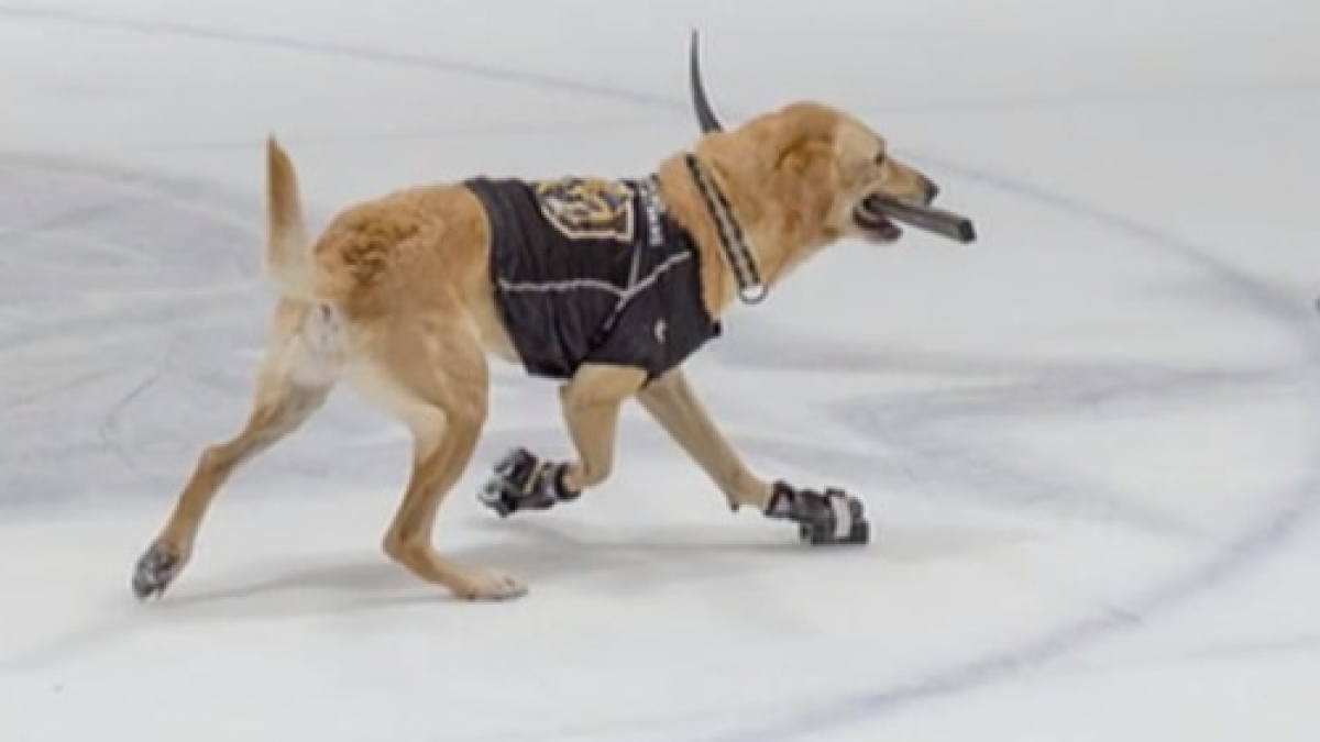Illustration : "Sauvé de l'euthanasie, un Labrador-Retriever devient un chien patineur"