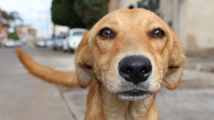 Illustration : La Fondation 30 Millions d’Amis vient au secours de 2 chiens maltraités et livrés à eux-mêmes