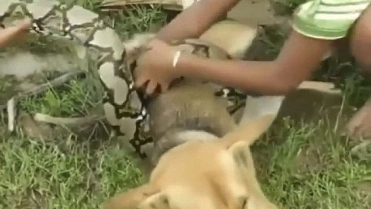 Illustration : "3 jeunes garçons sauvent un chien d'un serpent "