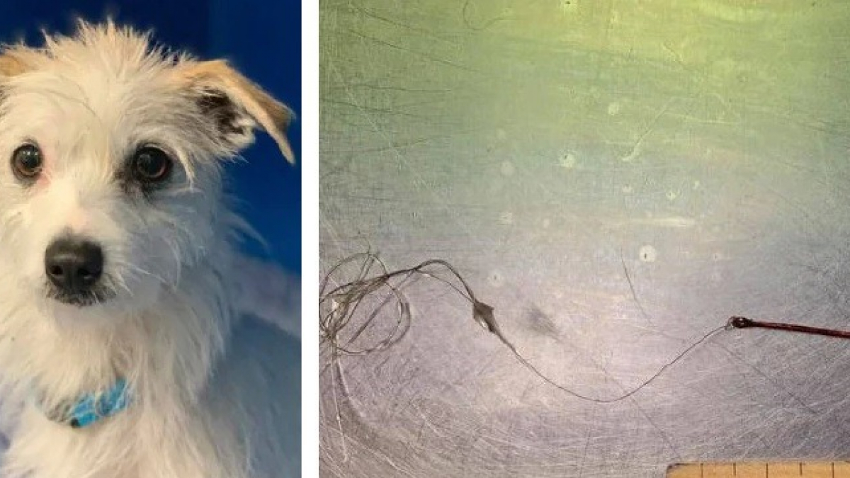 Illustration : "Un chien opéré avec succès après avoir avalé un hameçon"
