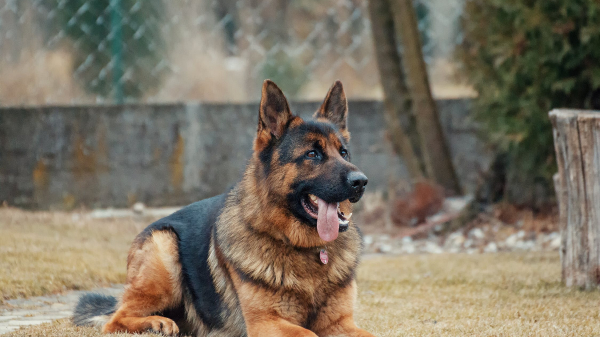 Illustration : "Le chien des gendarmes remonte la piste d'une voleuse de provisions dans un hôpital"