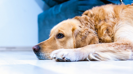 Illustration : 5 habitudes à bannir lorsque l'on est propriétaire de chien