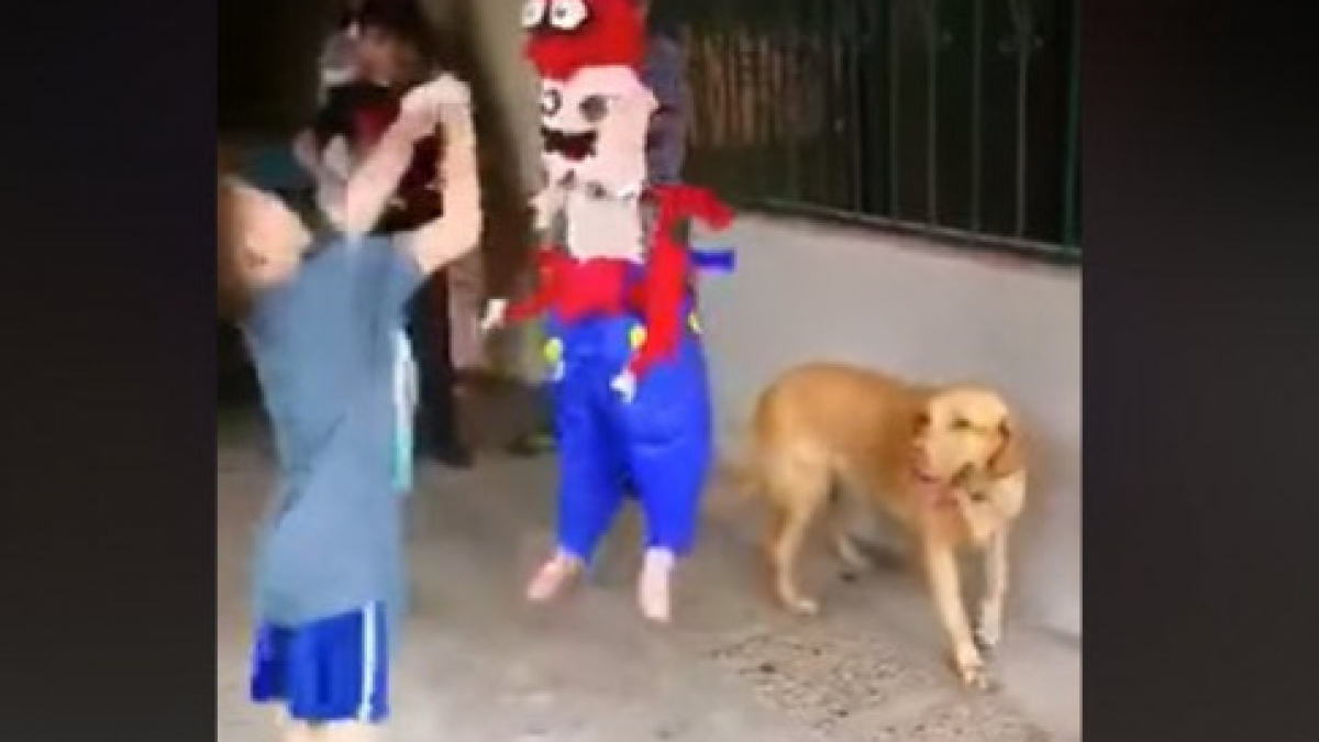 Illustration : "Ce chien sait comment on s'y prend pour détruire une piñata (vidéo)"