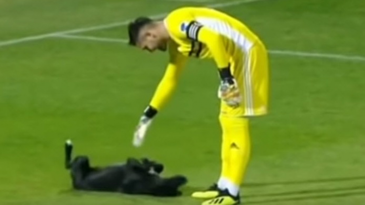 Illustration : "Un chien interrompt un match de football pour réclamer un câlin (vidéo)"
