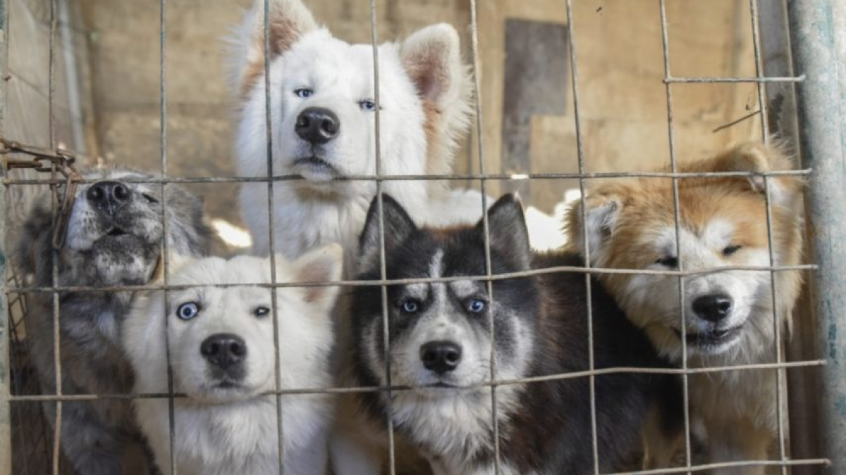 Illustration : "Une centaine de chiens retirés à un élevage dans la Meuse"