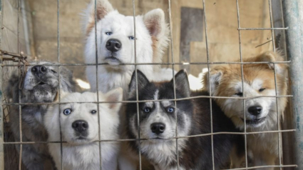 Illustration : Une centaine de chiens retirés à un élevage dans la Meuse