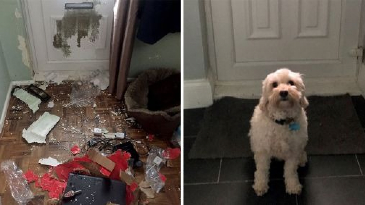 Illustration : "Un chien détruit la porte de la maison après n'avoir été laissé seul que pendant 3 heures"