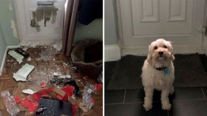 Illustration : Un chien détruit la porte de la maison après n'avoir été laissé seul que pendant 3 heures