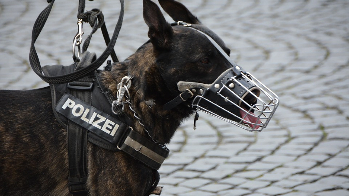 Illustration : "Un chien-policier tombe sur de la drogue et des emblèmes nazis…"