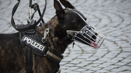 Illustration : Un chien-policier tombe sur de la drogue et des emblèmes nazis…