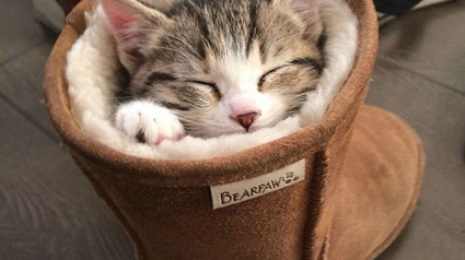 Illustration : 15 chiens et chats pour qui dormir n'est pas un problème du tout  ! 