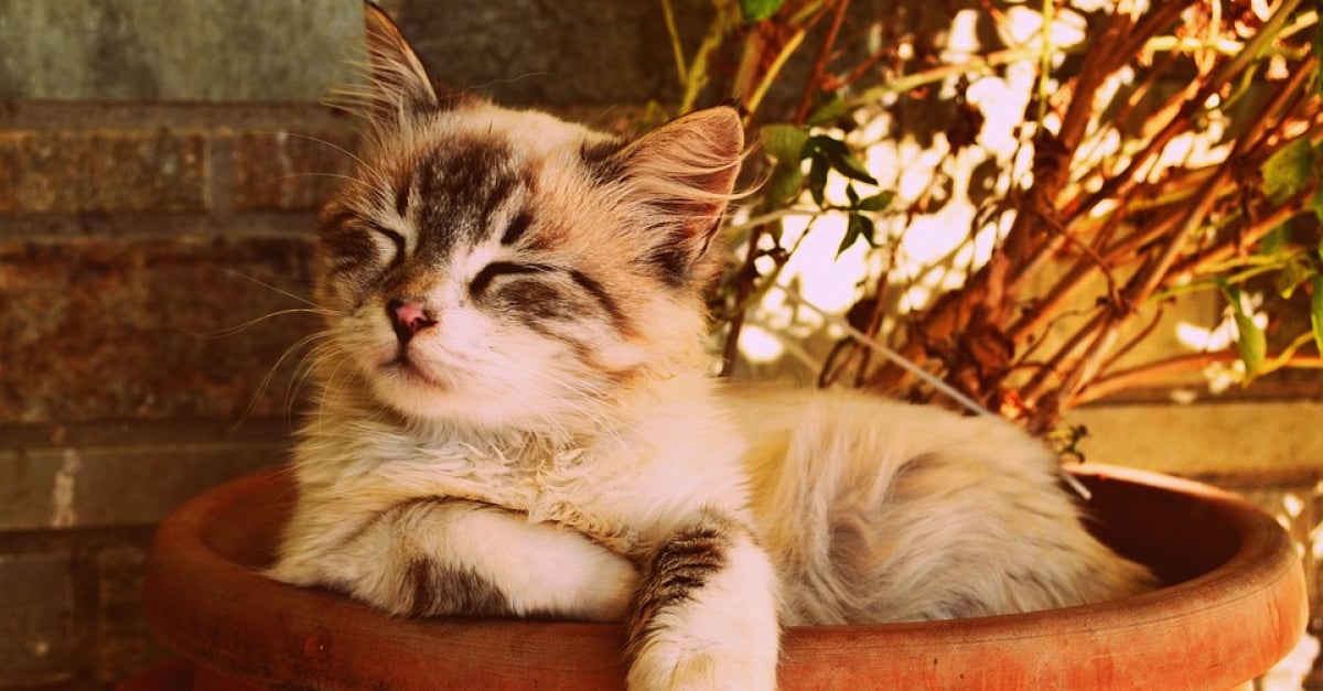 Comment Se Deroule L Examen De Confirmation Du Loof Pour Le Chat