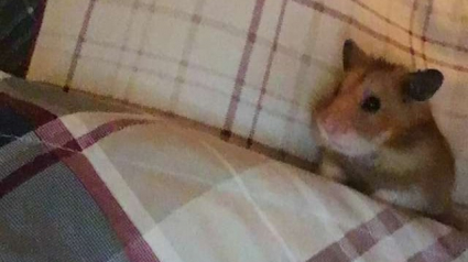 Illustration : Un petit hamster abandonné et mort de froid recueilli par une femme qui s’en allait…à la pharmacie