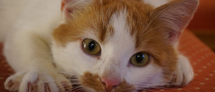 Illustration : "L'entretien des griffes de son chat"