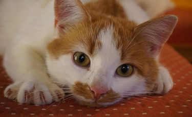 Illustration : "L'entretien des griffes de son chat"