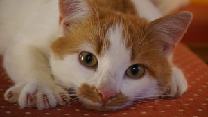 Illustration : L'entretien des griffes de son chat