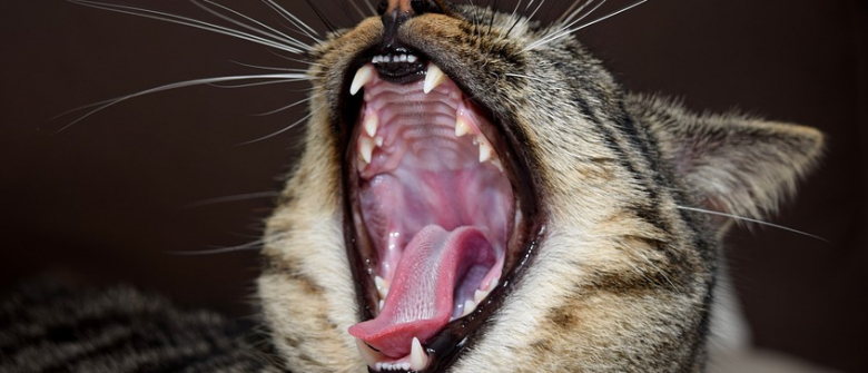 Illustration : "Brosser les dents de son chat"