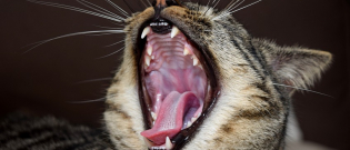 Illustration : "Brosser les dents de son chat"
