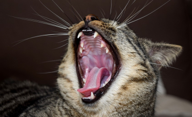 Illustration : "Brosser les dents de son chat"