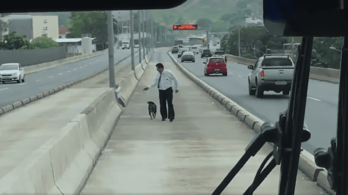 Illustration : "Un chauffeur de bus arrête son véhicule sur une autoroute pour sauver un chien"