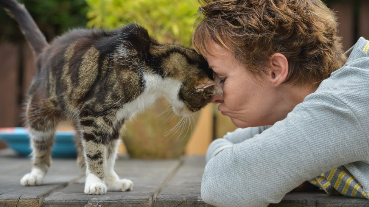 Illustration : "Elle perd son chat âgé de 4 ans. 13 ans plus tard, elle reçoit un appel inattendu !"