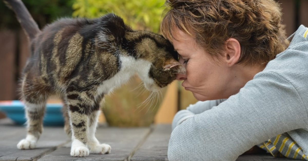 Elle Perd Son Chat Age De 4 Ans 13 Ans Plus Tard Elle Recoit Un Appel Inattendu Elle Perd Son Chat Age De 4 Ans 13 Ans Plus Tard Elle Recoit Un Appel Inattendu