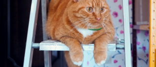 Illustration : "Quand vermifuger son chat ? "