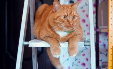 Illustration : "Quand vermifuger son chat ? "