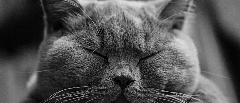 Illustration : "La constipation du chat"