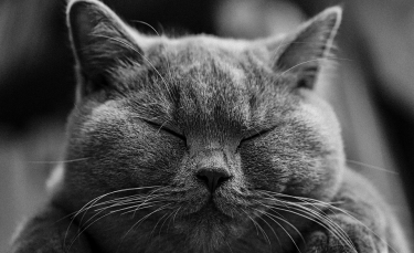 Illustration : "La constipation du chat"