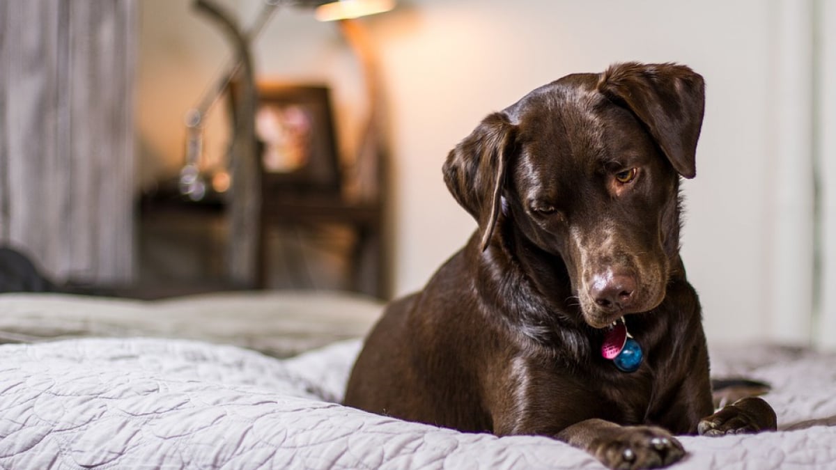 Illustration : "Selon une étude les Labradors de couleur chocolat auraient une longévité réduite"