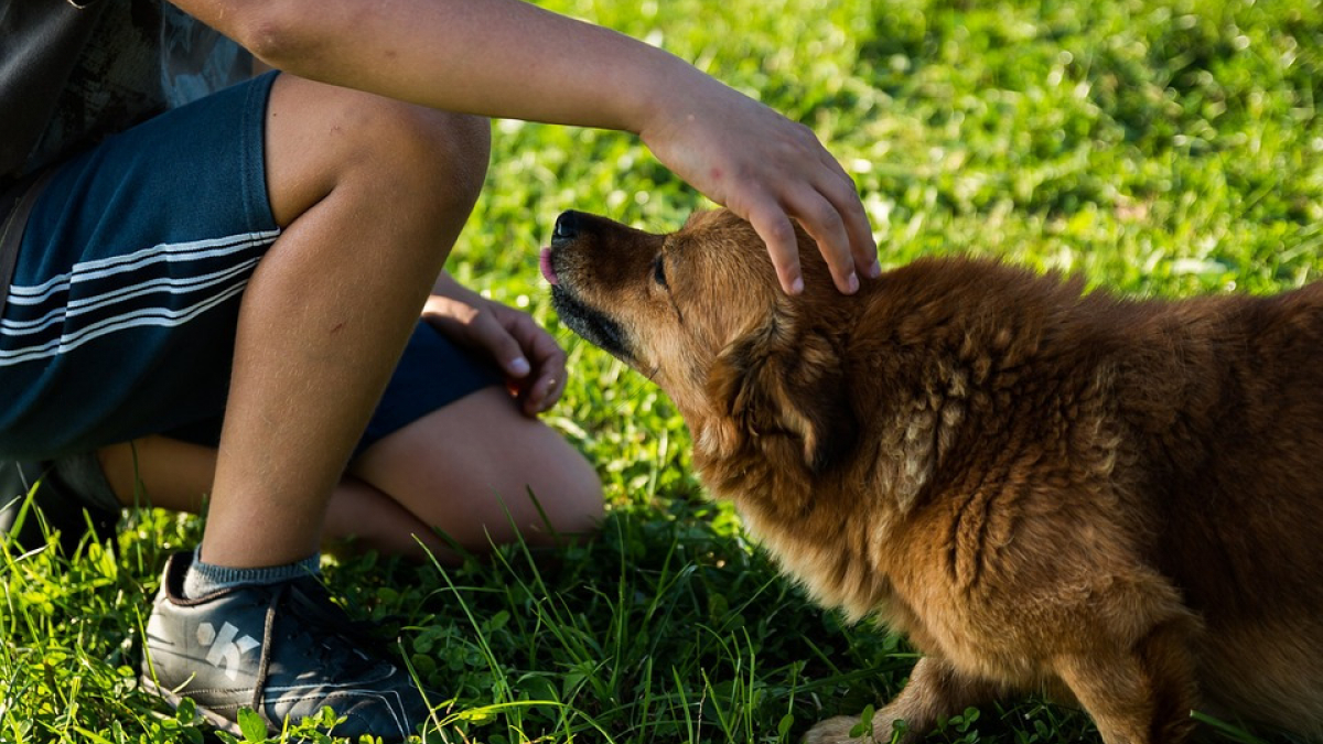 Illustration : "Cette association forme sur la façon d’aborder un chien en toute sécurité"