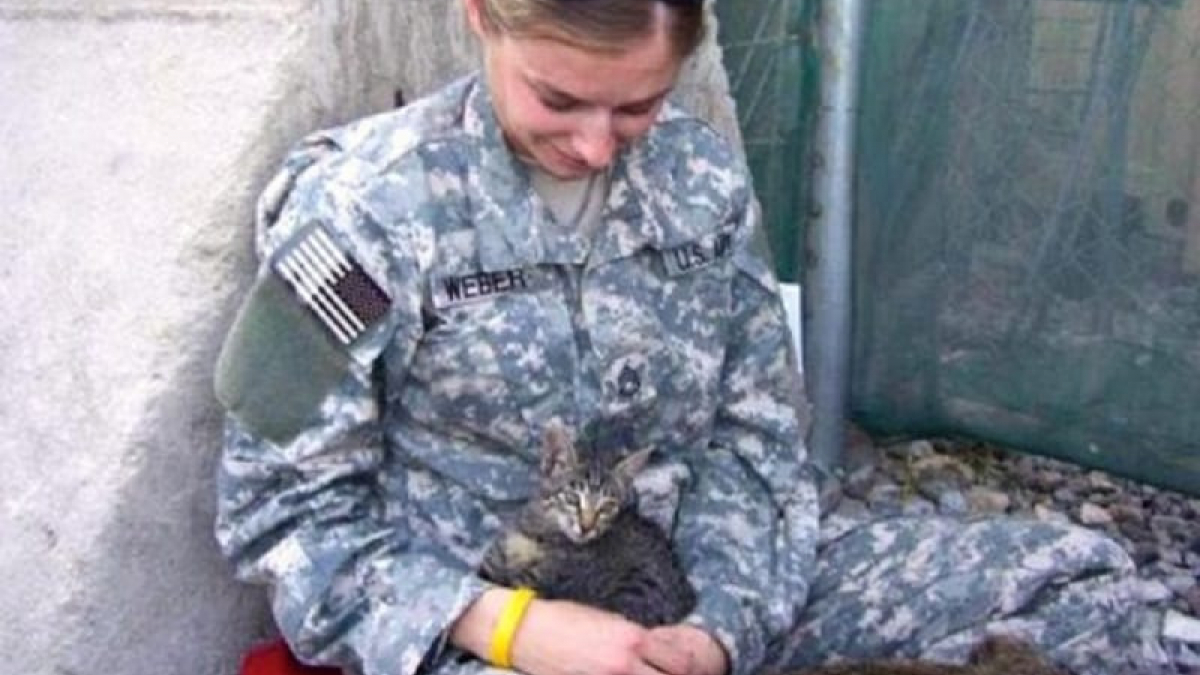 Illustration : "Une militaire fait la rencontre d’un chaton pendant son service en Afghanistan"