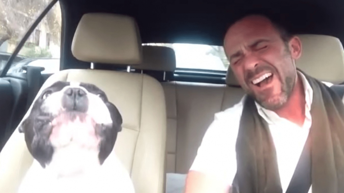 Illustration : "Un chien chante en duo avec son propriétaire (vidéo)"