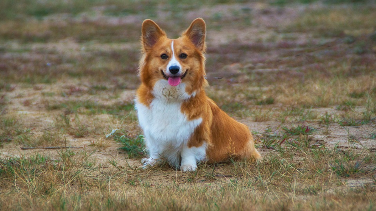 Illustration : "Whisper, le dernier Corgi de la reine Elizabeth II, est décédé"