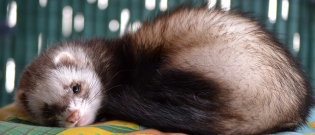 Illustration : "Vermifuger son furet"