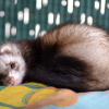 Illustration : Vermifuger son furet