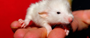 Illustration : "Soins et hygiène à apporter à son rat"