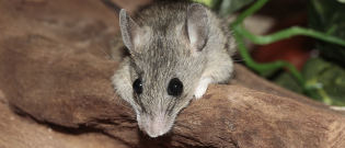 Illustration : "Soins et hygiène à apporter à sa souris"