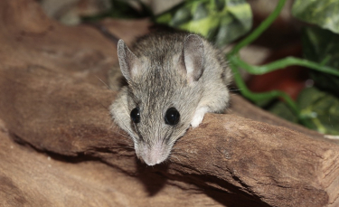 Illustration : "Soins et hygiène à apporter à sa souris"