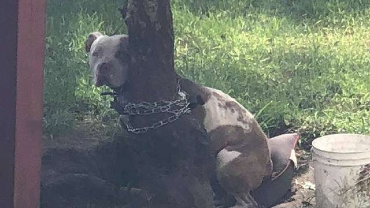 Illustration : "Elle sauve un chien attaché à un arbre depuis trop longtemps"