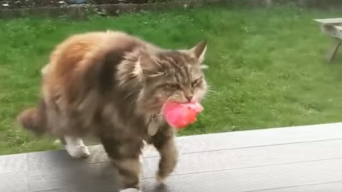 Illustration : "Un chat offre quotidiennement des pétales de fleurs à sa nouvelle voisine"