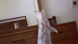 Illustration : La réaction de ce chat qui découvre son reflet dans le miroir ne vous laissera pas indifférents