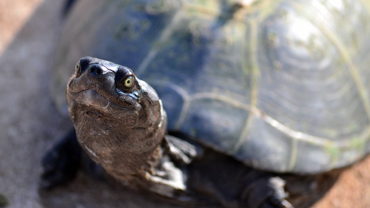 Illustration : "Des tortues domestiques retrouvées dans la nature troublent la sécurité"