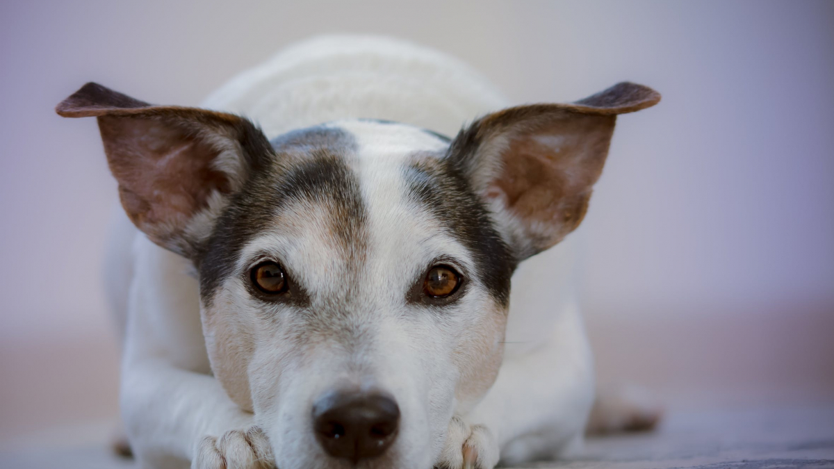 Illustration : "Vers la mise en place d'un permis à points pour les propriétaires de chiens ?"