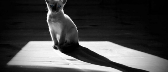 Illustration : "10 choses à ne pas faire à votre chat pour ne pas déclencher sa fureur ! "